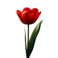 Single red tulips flower on transparent background png