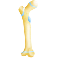 The femur is the long bone inside the thigh png