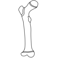 The femur can support up to 30 times the weight of an adult png