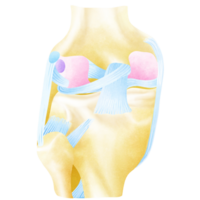 Left knee joint from behind and showing interior ligaments png