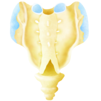 The structure of the stingray's sacral bone and coccyx on the back png