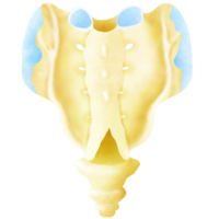 le structure de le les raies pastenagues sacré OS et coccyx sur le retour png