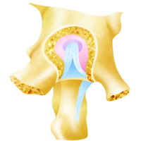 Femur from inside the pelvis png