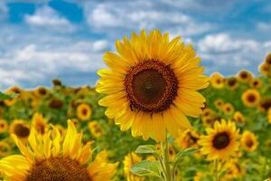 hermosa campo de amarillo girasoles en un antecedentes de azul cielo con nubes foto