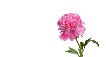 beautiful peonies in a vase on a white background photo