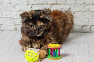 hermosa pequeño gato niña en un antecedentes de un ladrillo pared foto