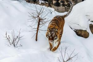 hermosa panthera tigris en un Nevado la carretera foto