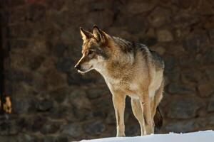 hermosa lobo en un Nevado la carretera foto