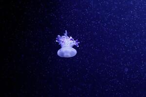 macro of a beautiful jellyfish rhizostoma luteum photo