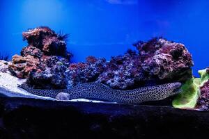 macro laced moray Gymnothorax favagineus photo