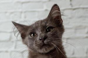 hermosa gris gato en un ladrillo pared antecedentes foto