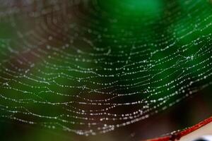 beautiful cobweb in the sun with dew drops photo