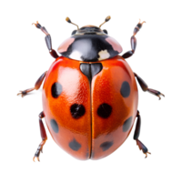 Ladybug isolated on background png