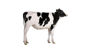 A black-and-white cow faces a white backdrop, sporting a brown patch on its visage photo