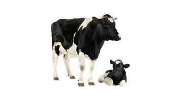 un vaca y un becerro son en pie en frente de un blanco antecedentes foto