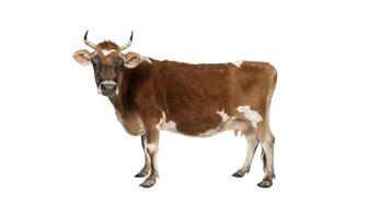 un vaca con cuernos es en pie en frente de un blanco antecedentes foto