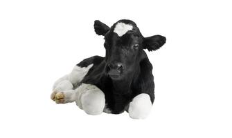 a black and white cow is lying down with a white toy photo