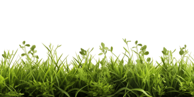 groen gras beeld Aan transparant achtergrond png