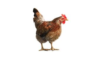 retrato de un curioso pollo, de cerca, aislado en blanco antecedentes foto