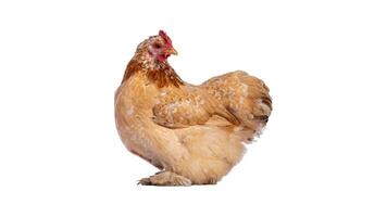 chicken isolated on a white background photo