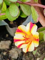 Purslane Red and White Flowery photo