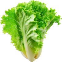 fresco alface vegetal isolado png