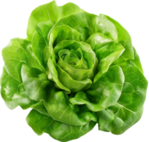 fresco alface vegetal isolado png