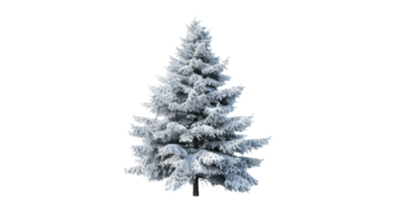 Tranquil Pine Tree in Snowy Landscape on the transparent background, Format png