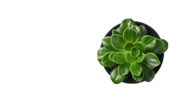 Potted Houseplant in Profile on the transparent background, Format png