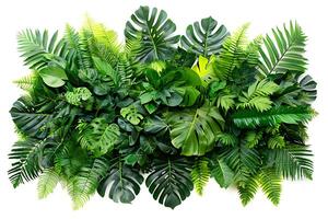 Green leaves of tropical plants bush Monstera, palm, fern, rubber plant, pine, birds nest fern floral arrangement isolated on white background photo