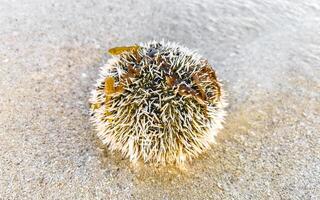 Long spined sea urchin urchins corals rocks clear water Mexico photo