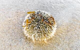 largo espinado mar pilluelo erizos corales rocas claro agua mexico foto