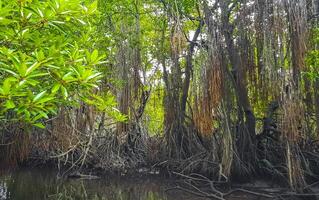 Boat safari through mangrove jungle Bentota Ganga River Bentota Beach Sri Lanka. photo