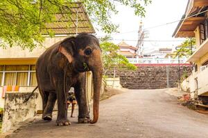 Sri Lanka temple elephant Elephant rides Bentota Beach Sri Lanka. photo