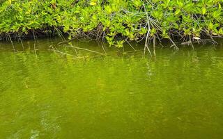 Boat safari through mangrove jungle Bentota Ganga River Bentota Beach Sri Lanka. photo