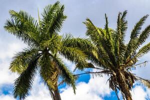 Tropical palm trees palms tree plants in Alajuela Costa Rica. photo