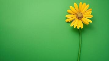 Single yellow flower against green background photo