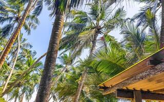 Palm trees and tropical nature Bentota Beach Sri Lanka. photo