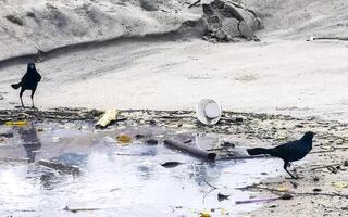 Great tailed Grackle birds search for food on polluted beach. photo