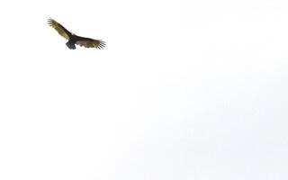 Flying vulture eagle bird of prey in blue sky Mexico. photo