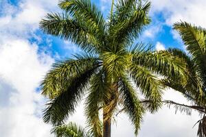 Tropical palm trees palms tree plants in Alajuela Costa Rica. photo