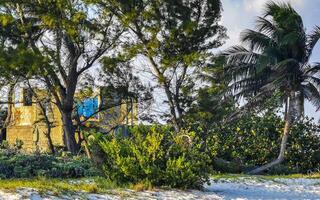 Caribbean beach nature palm trees plant jungle forest nature Mexico. photo