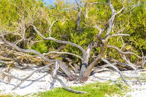 antiguo muerto árbol maletero rama en playa tropical selva México. foto