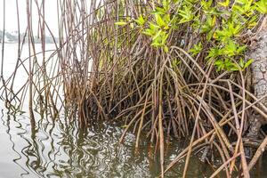 Boat safari through mangrove jungle Bentota Ganga River Bentota Beach Sri Lanka. photo