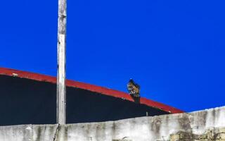 Flying vulture eagle bird of prey in blue sky Mexico. photo