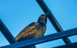 Great tailed Grackle bird on power pole cable ladder stairs. photo