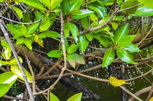 Small baby crocodile alligator in tropical mangrove river Bentota Sri Lanka. photo