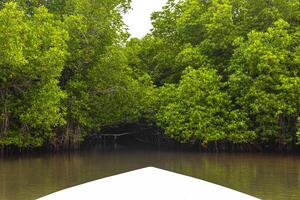 Boat safari through mangrove jungle Bentota Ganga River Bentota Beach Sri Lanka. photo