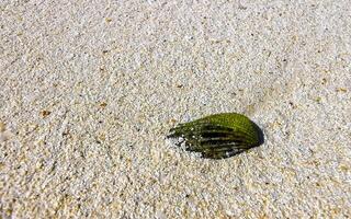 Green shell mussel on beach sand turquoise Caribbean sea Mexico. photo