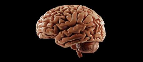human brain model on black background. photo